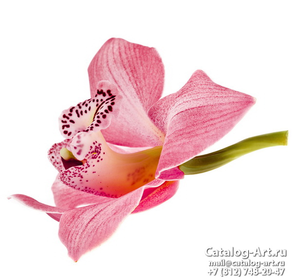 Pink orchids 49